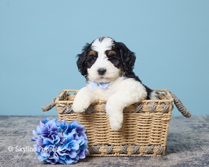Karl F2 Mini Bernedoodle